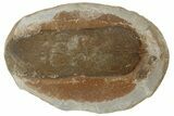 Fossil Seed Fern (Neuropteris) Pos/Neg - Mazon Creek #183289-2